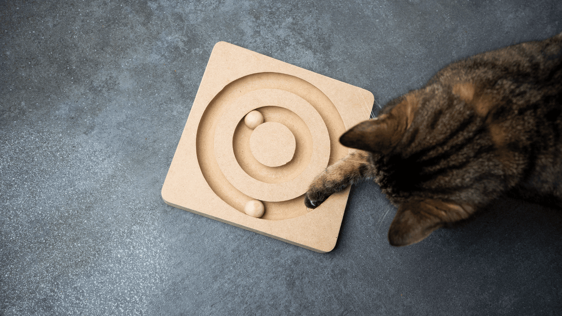 Comment stimuler son chat d’intérieur et éviter l’ennui - Kittyshop